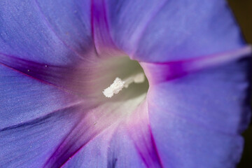 Morning glory - Ipomoea purpurea flower in natural habitat