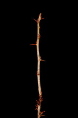 Gooseberry (Ribes uva-crispa). Wintering Twig Closeup