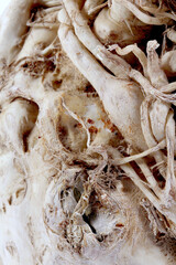 Close up Macro of Celeriac, AKA celery root