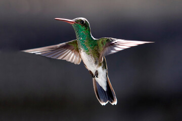 hummingbird in flight