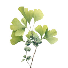 green ginkgo  leave designed like oil painting isolated on transparent background 
