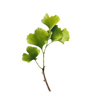 green ginkgo  leave designed like oil painting isolated on transparent background 
