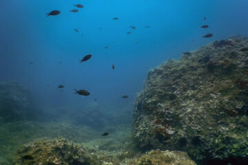 Fototapeta na wymiar Sea Life Underwater Rocks Sunlight, Underwater Life