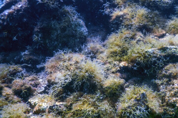 Naklejka na ściany i meble Sea Life Underwater Rocks Sunlight, Underwater Life