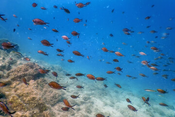 Obraz na płótnie Canvas Sea Life Underwater Rocks Sunlight, Underwater Life