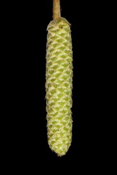 Hazel (Corylus avellana). Wintering Male Inflorescence Closeup