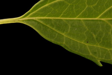 Garden Forsythia (Forsythia x intermedia). Leaf Base Closeup