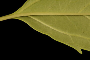 Garden Forsythia (Forsythia x intermedia). Leaf Base Closeup