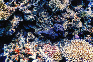 Naklejka na ściany i meble Stonefish (Synanceia verrucosa) Reef stonefish, Tropical waters