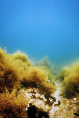 Forest of Seaweed, Seaweed Underwater, Underwater Scene