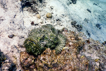 Stonefish (Synanceia verrucosa) Reef stonefish, Tropical waters