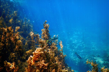 Fototapeta na wymiar Seaweed, Seaweed Underwater, Seaweed Shallow Water