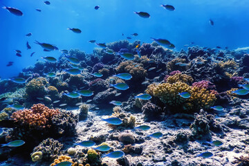 Obraz na płótnie Canvas Underwater view of the coral reef, Tropical waters