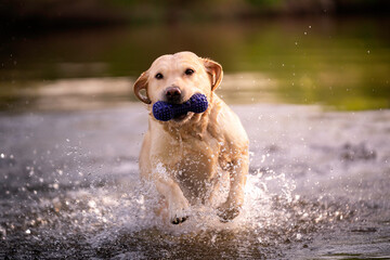 Labrador retriver aportuje zabawkę z wody