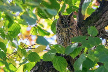 Long Eared Owl sitting on a tree (Asio otus) 