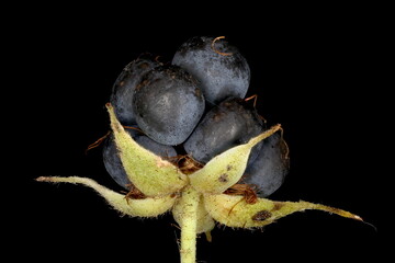 Dewberry (Rubus caesius). Fruit Closeup