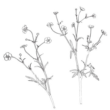 buttercup flowers line art on white clip art preview
