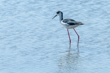 Black Winged Stilt in Water (Himantopus himantopus) Wader Bird Stilt 