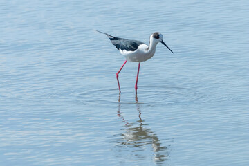 Black Winged Stilt in Water (Himantopus himantopus) Wader Bird Stilt 