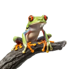 Foto op Aluminium portrait of red eyed tree frog on a branch, isolated, generative ai © Mrt