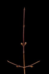 Cornelian Cherry (Cornus mas). Wintering Twig Closeup