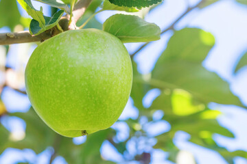 Green Apple on The Tree, Apple Tree 