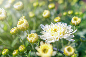 White Chrysanthemum Mum Flowers and Buds