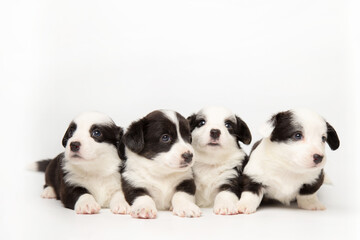 Group portrait of cute fluffy adorable puppies welsh corgi cardigan on white background with copy...