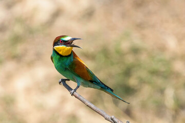 European Bee Eater (Merops Apiaster)
