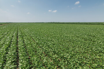 Fototapeta na wymiar Green ripening soybean field. Rows of green soybeans. Soy plantation.