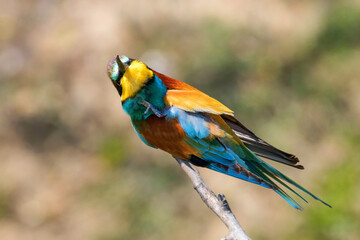 European Bee Eater (Merops Apiaster)
