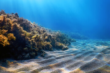 Underwater Scene, fish Underwater Life