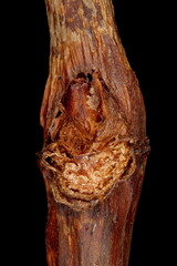 Grape Vine (Vitis vinifera). Lateral Bud Closeup