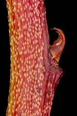 High-Bush Blueberry (Vaccinium corymbosum). Lateral Bud Closeup