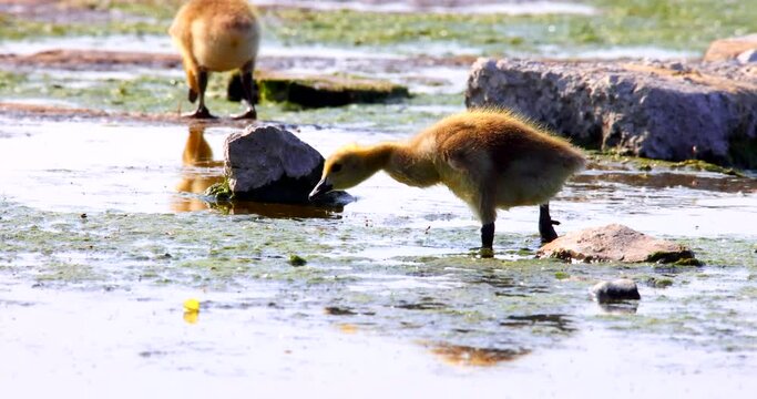 Cute baby geese, goslings, learning to survive and thrive. Life in the Springtime is good.
