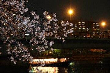 大阪の夜桜