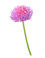 Chives flower transparent background png file - obrazy, fototapety, plakaty
