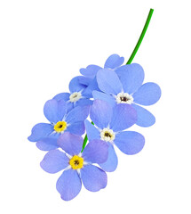 Fototapeta na wymiar forget me not flowers isolated transparent png file
