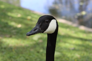Canada Goose Curious, Looking at Camera while Eating Grass. 