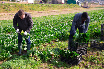 Farmers work on field - harvest and clean spinach. High quality photo