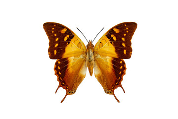 madagascar green veined charaxes (charaxes antamboulou) isolated on white background