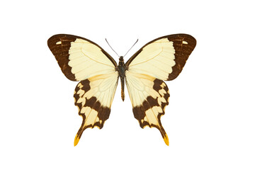 african swallowtail (papilio dardanus) isolated on white background