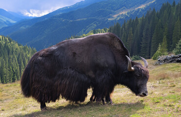 Yak in a pasture high in the mountains