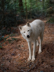 Arctic white wolf standing on the background of the forest in summer