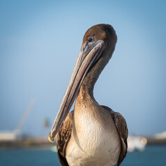 Brown pelican, pelecanus occidentalis,  in close up view, with blue water and sky in the background.