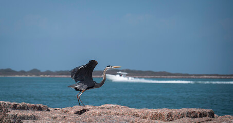 Great Blue Heron, Ardea herodias, spreads wings to fly near blue water, as out of focus boat sails in the opposite direction.