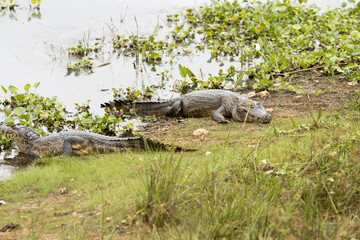 Gators in the wild of the wetlands or swampland’s known as the Pantanal in Mato Grosso, Brazil
