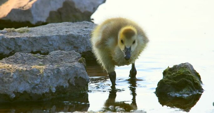 Cute baby geese, goslings, learning to survive and thrive. Life in the Springtime is good.
