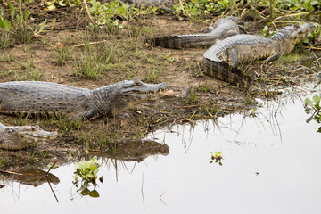 Gators in the wild of the wetlands or swampland’s known as the Pantanal in Mato Grosso, Brazil