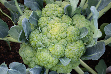 Close-up of large broccoli on a garden bed, top view